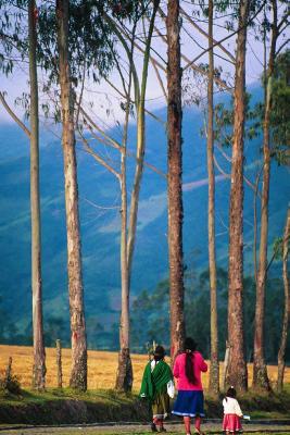 Evening walk along pine-lined lanes