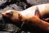 >> Ecuadorial Galapagos Pages  >>